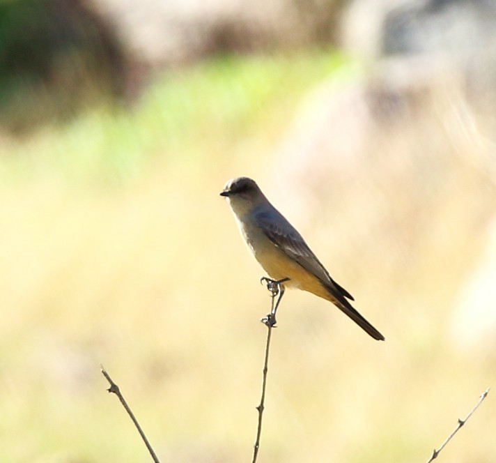 Say's Phoebe - ML646378949