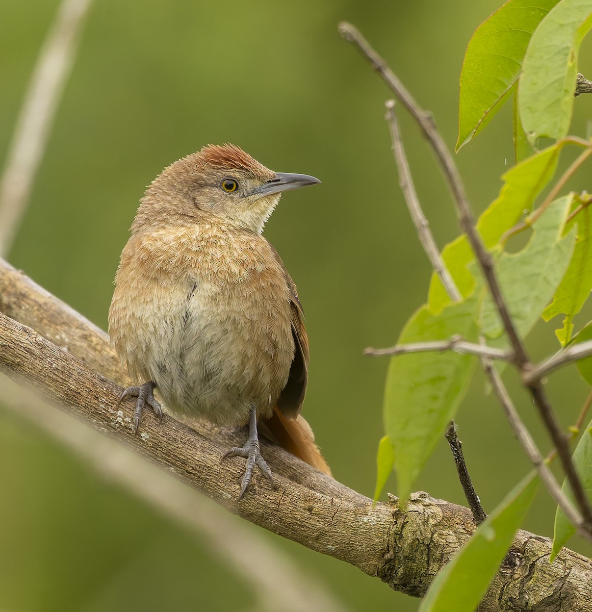 Freckle-breasted Thornbird - ML646378950