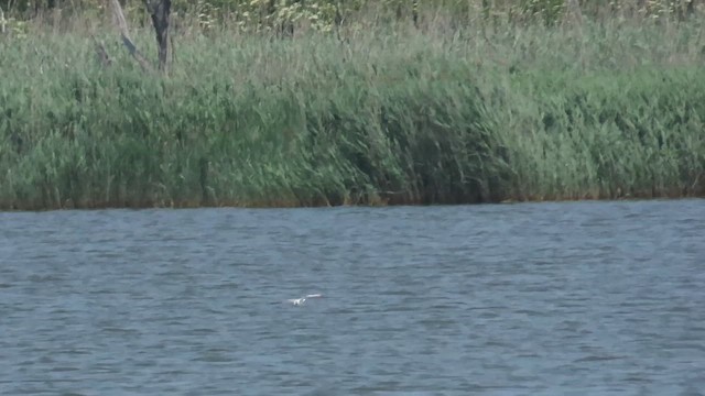 Little Gull - ML646378951