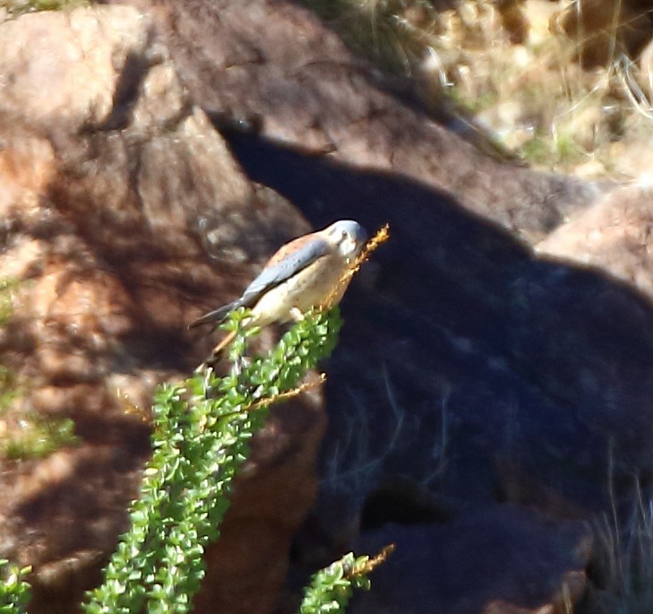 American Kestrel - ML646378952