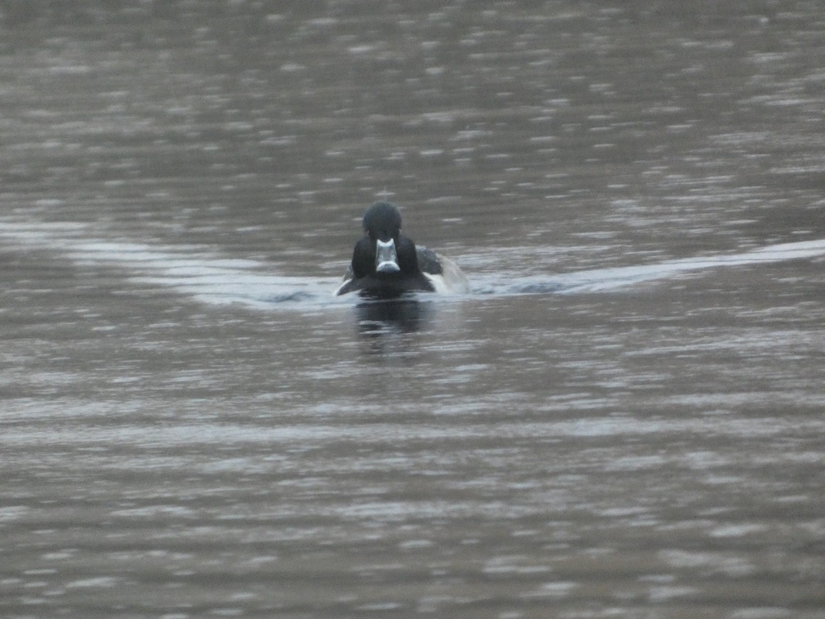 Ring-necked Duck - ML646378953