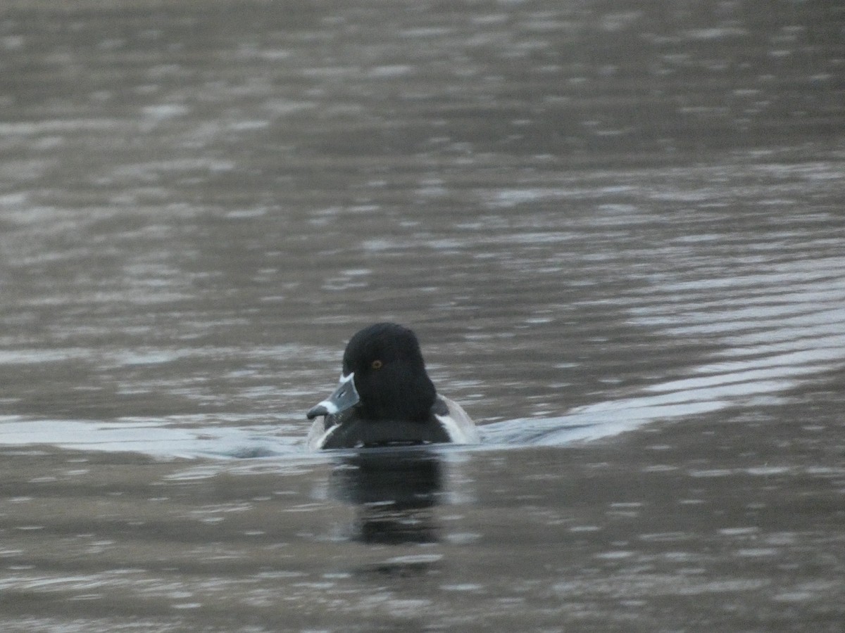 Ring-necked Duck - ML646378954