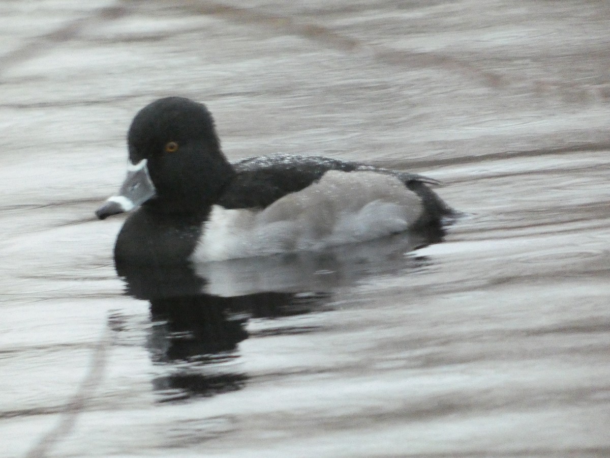 Ring-necked Duck - ML646378955