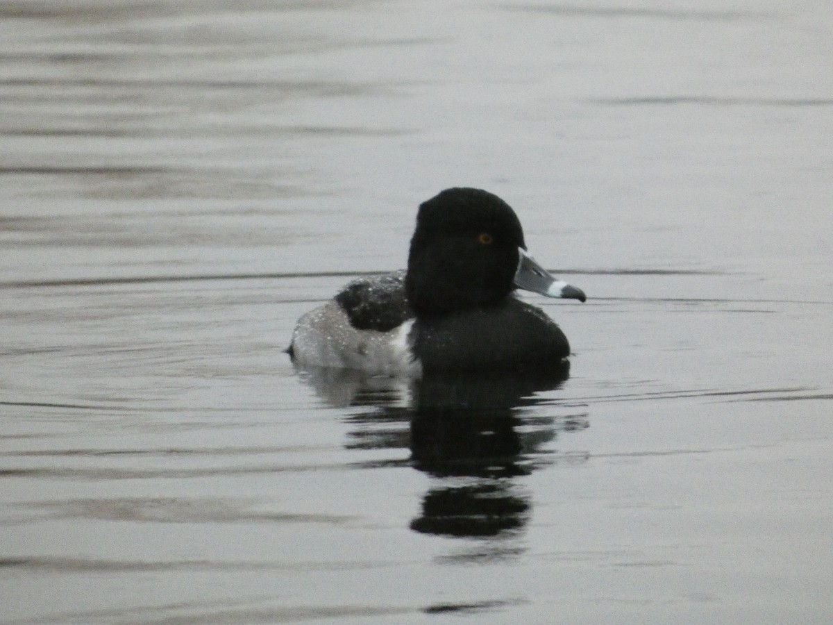 Ring-necked Duck - ML646378956