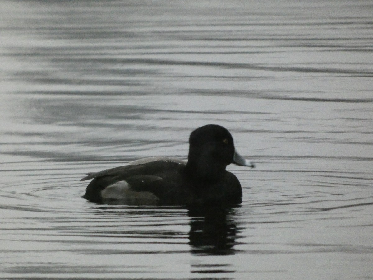Ring-necked Duck - ML646378957
