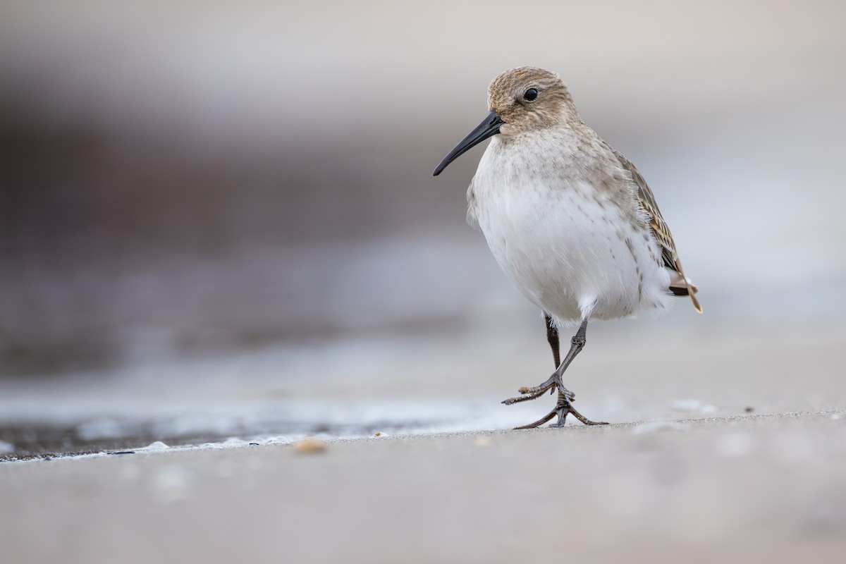 חופית אלפינית - ML646378958