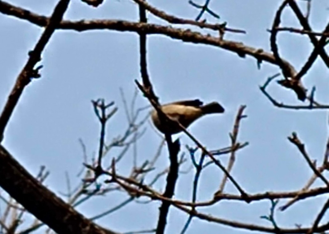 Common Chiffchaff - ML646378959