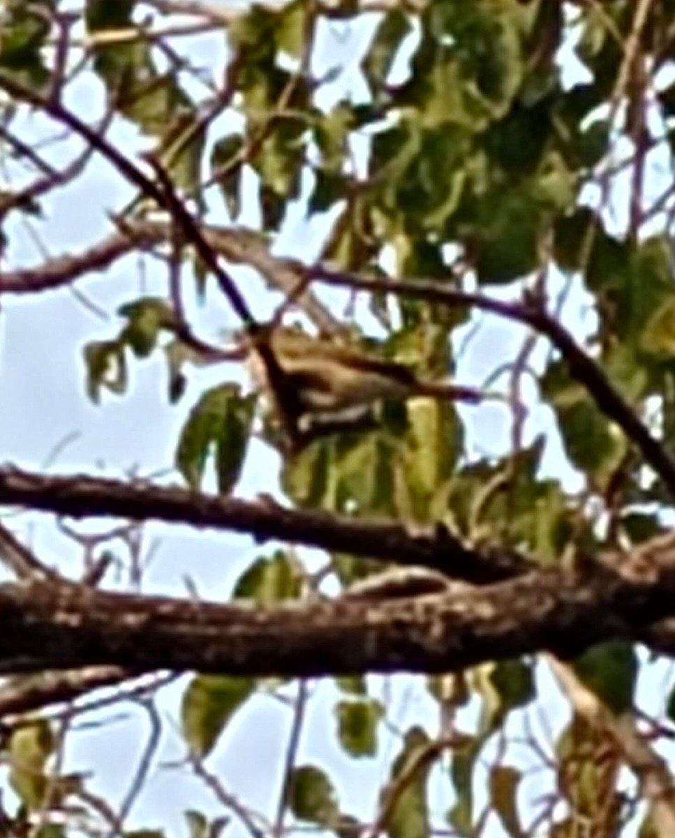 Common Chiffchaff - ML646378960