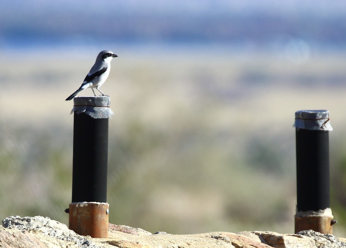 Loggerhead Shrike - ML646378962