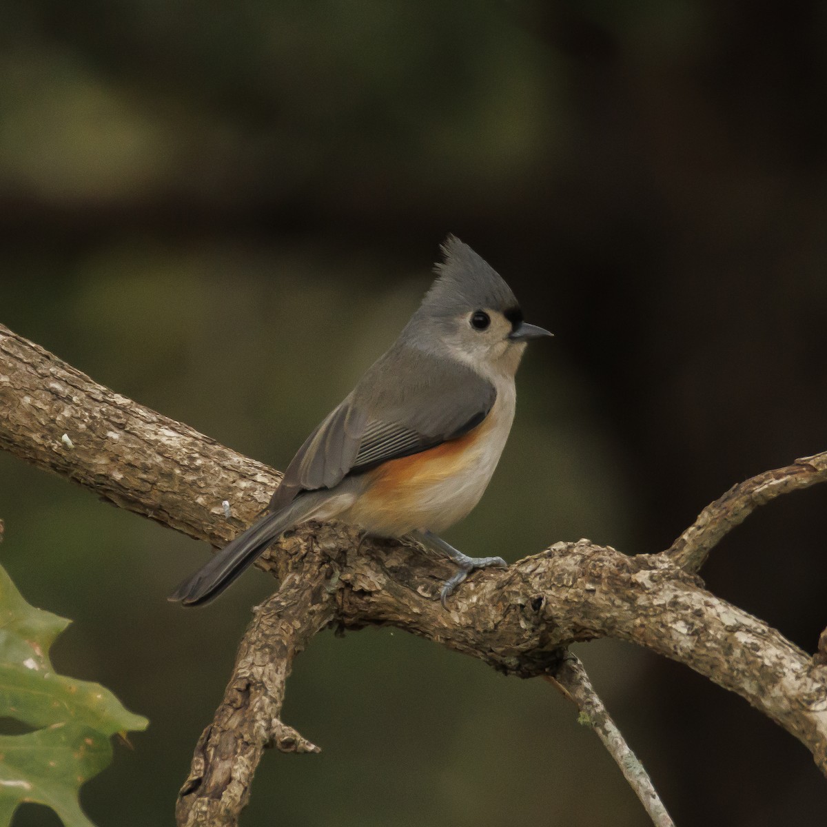 Mésange bicolore - ML646378963