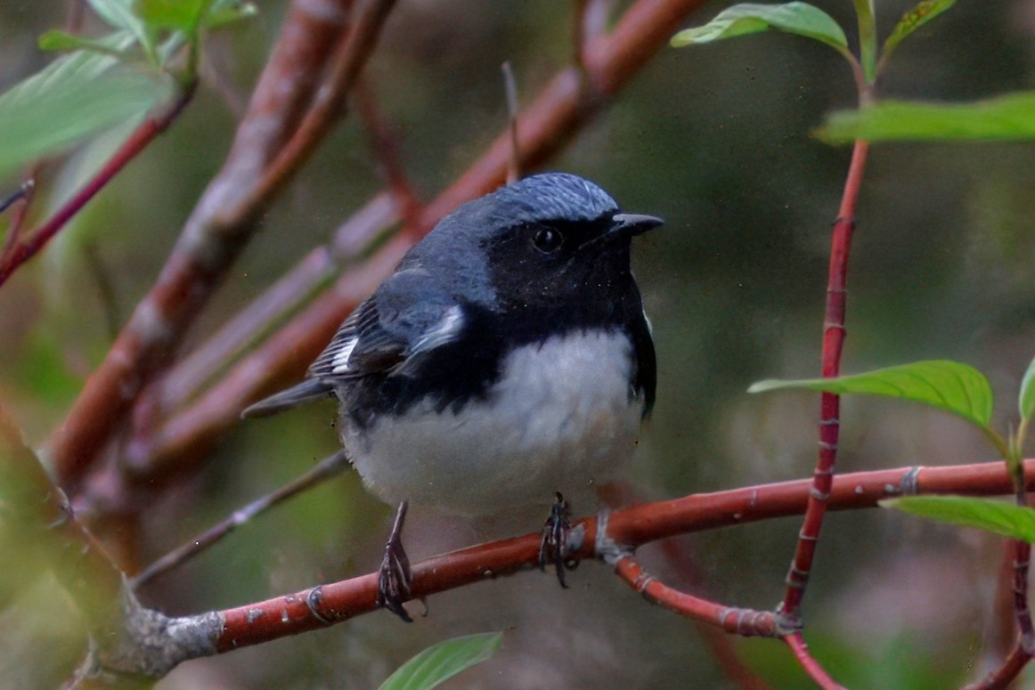 Black-throated Blue Warbler - ML646378964