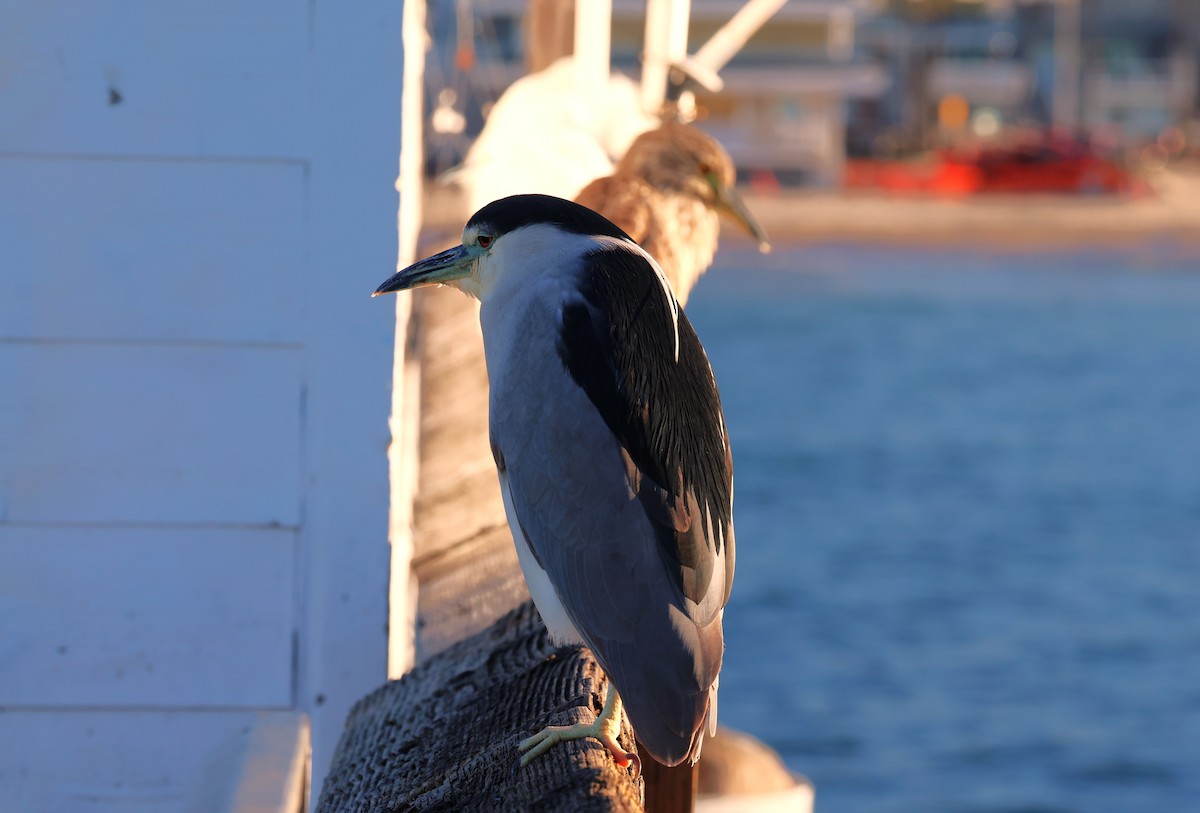 Black-crowned Night Heron - ML646378965