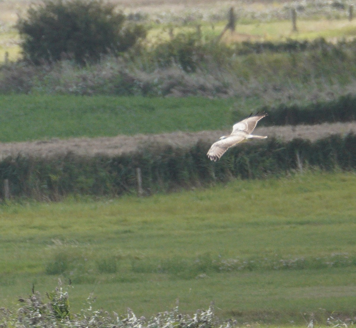 Common Buzzard - ML646378966