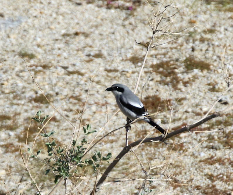 Loggerhead Shrike - ML646378967