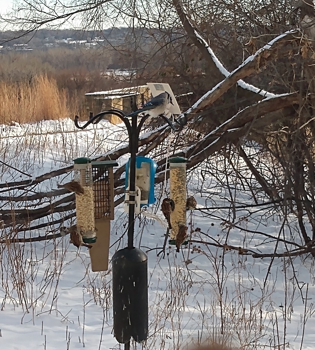 House Sparrow - ML646378968