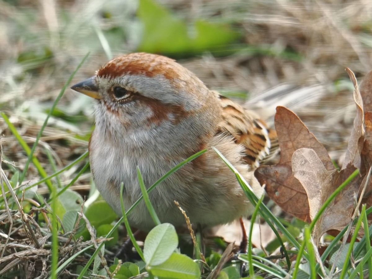 American Tree Sparrow - ML646378970