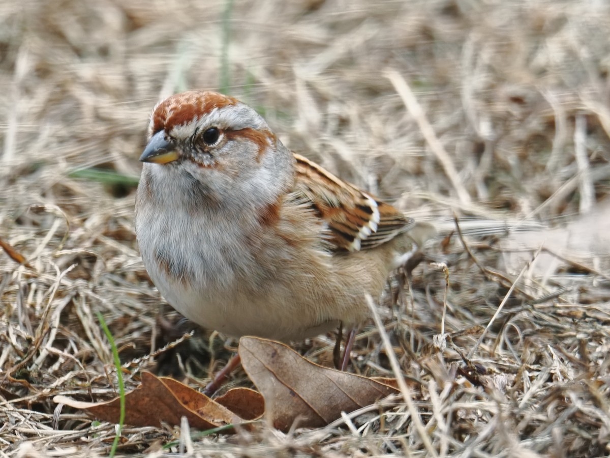 American Tree Sparrow - ML646378971