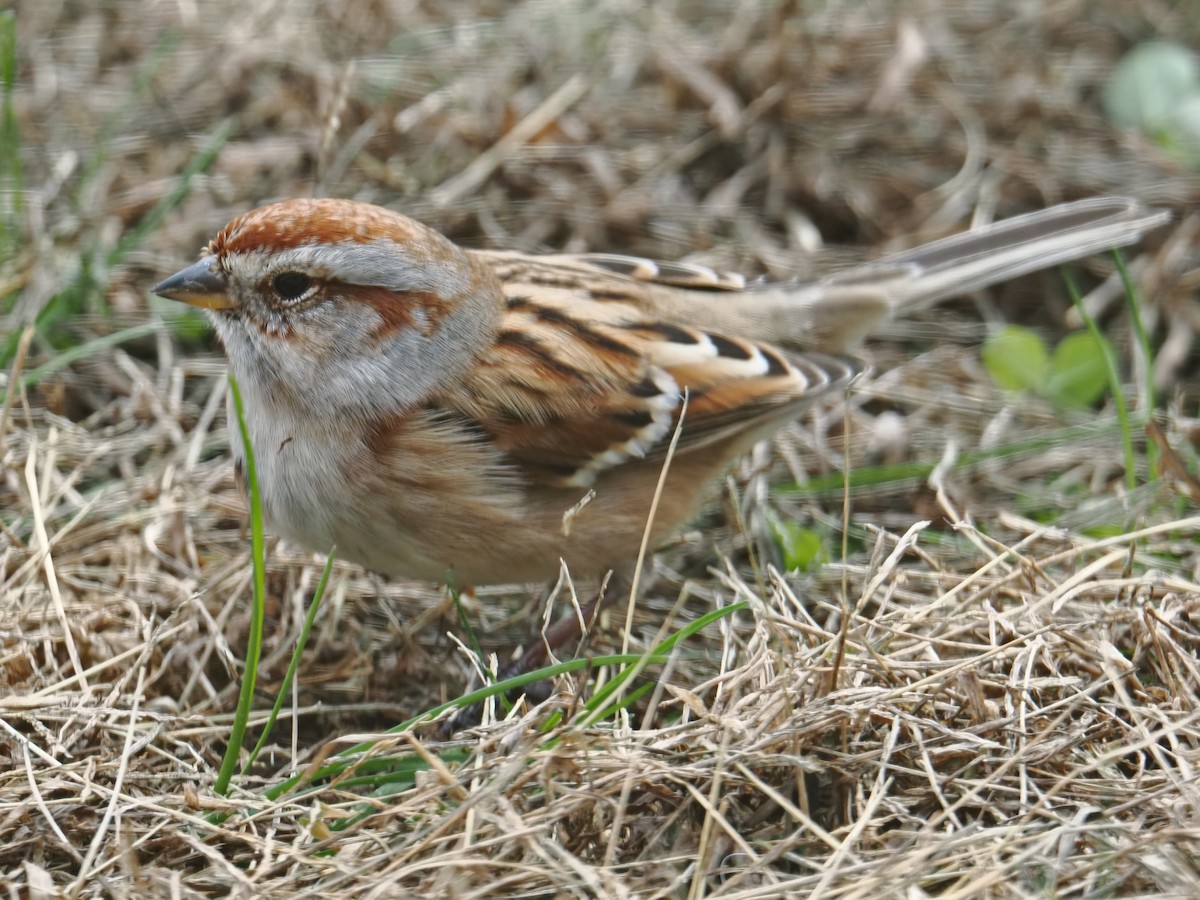 American Tree Sparrow - ML646378972