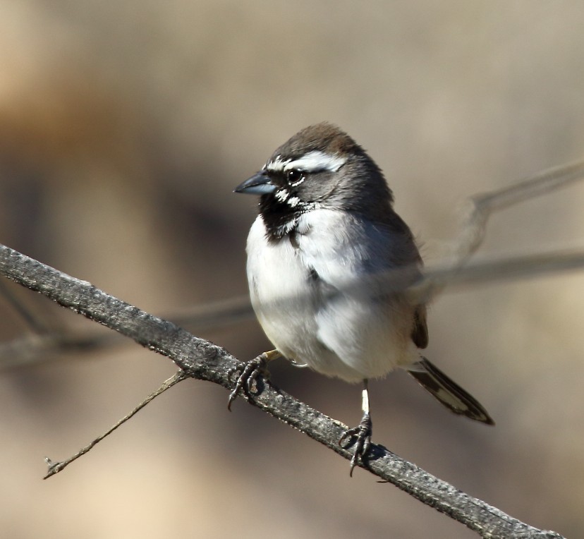 Black-throated Sparrow - ML646378973