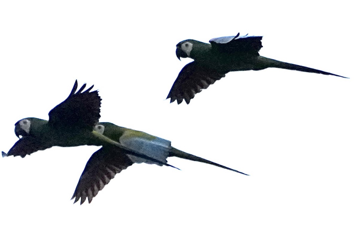 Chestnut-fronted Macaw - ML646378974