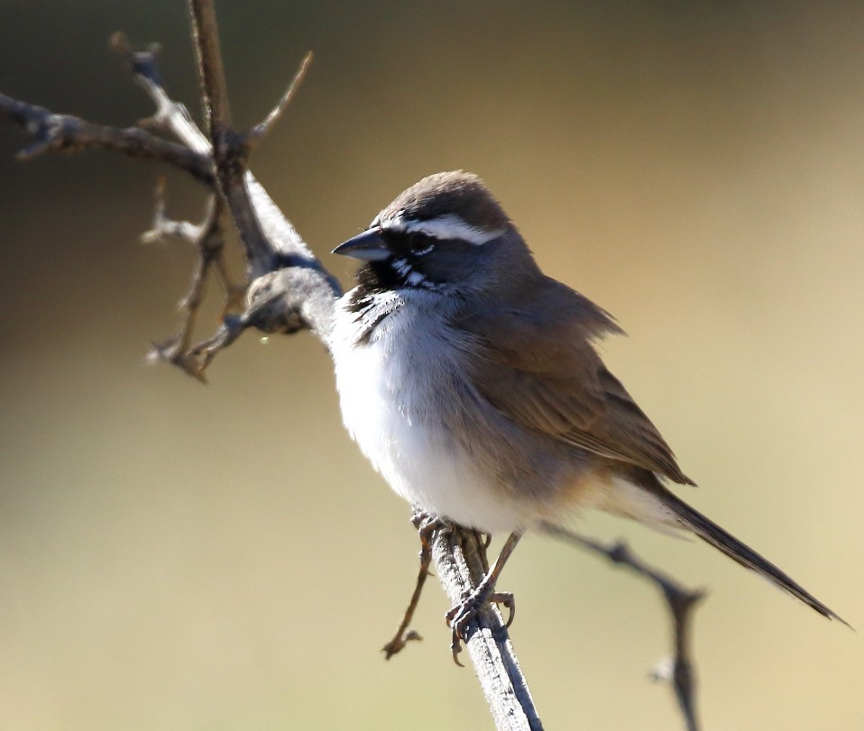 Black-throated Sparrow - ML646378975