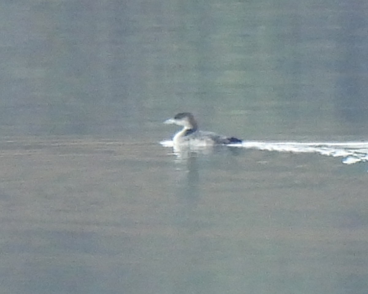 Buz Dalgıcı - ML646378976