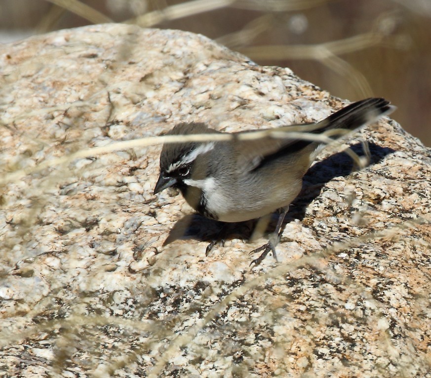 Black-throated Sparrow - ML646378977