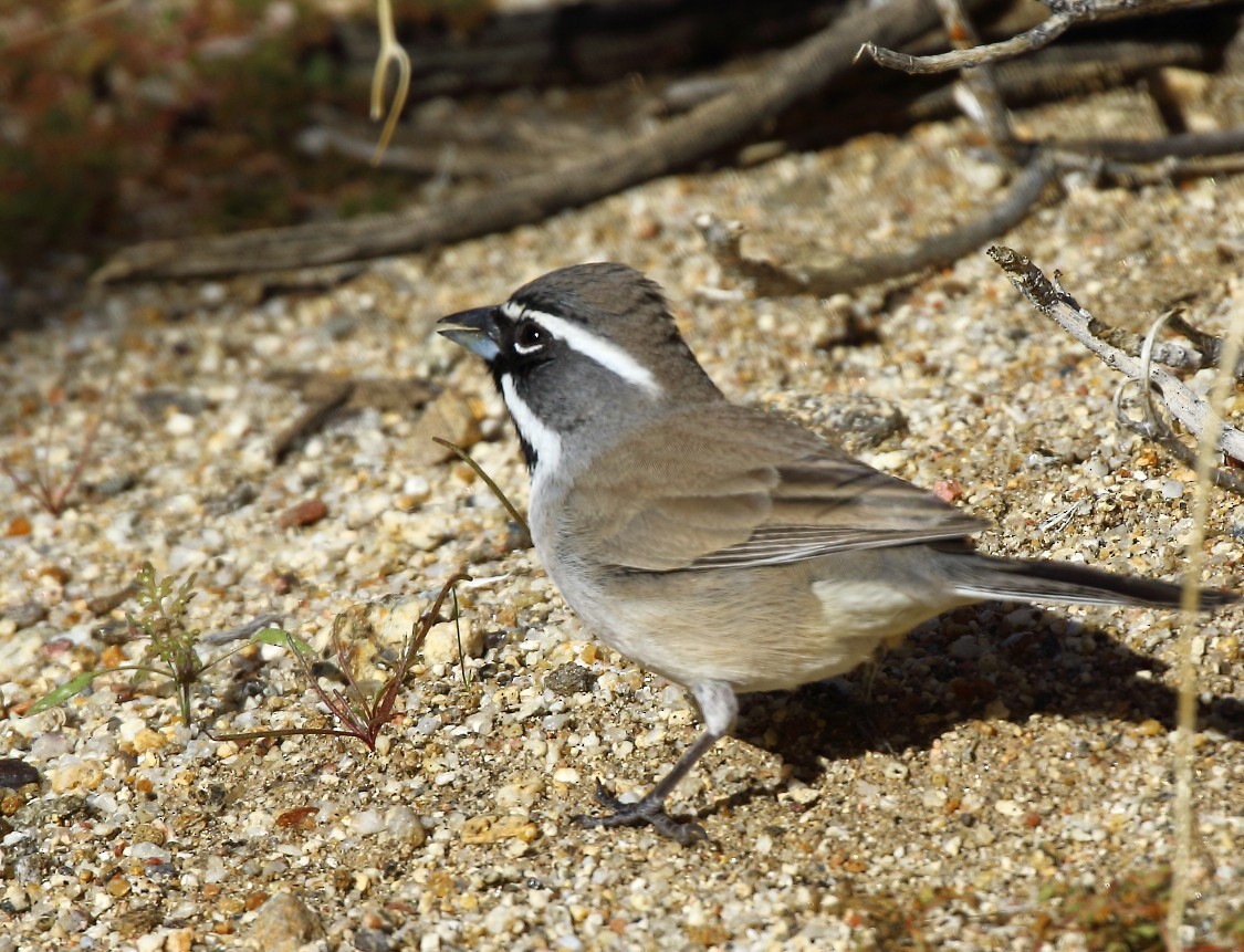 Black-throated Sparrow - ML646378982
