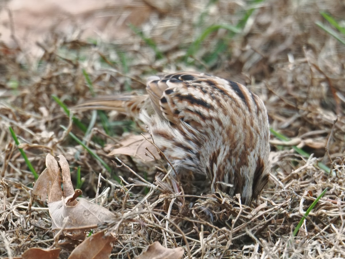 Song Sparrow - ML646378983