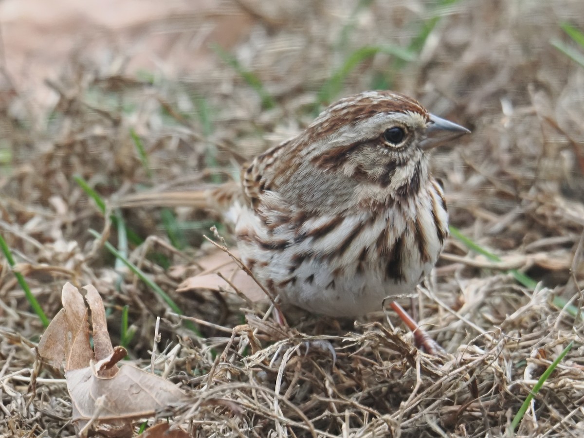 Song Sparrow - ML646378984