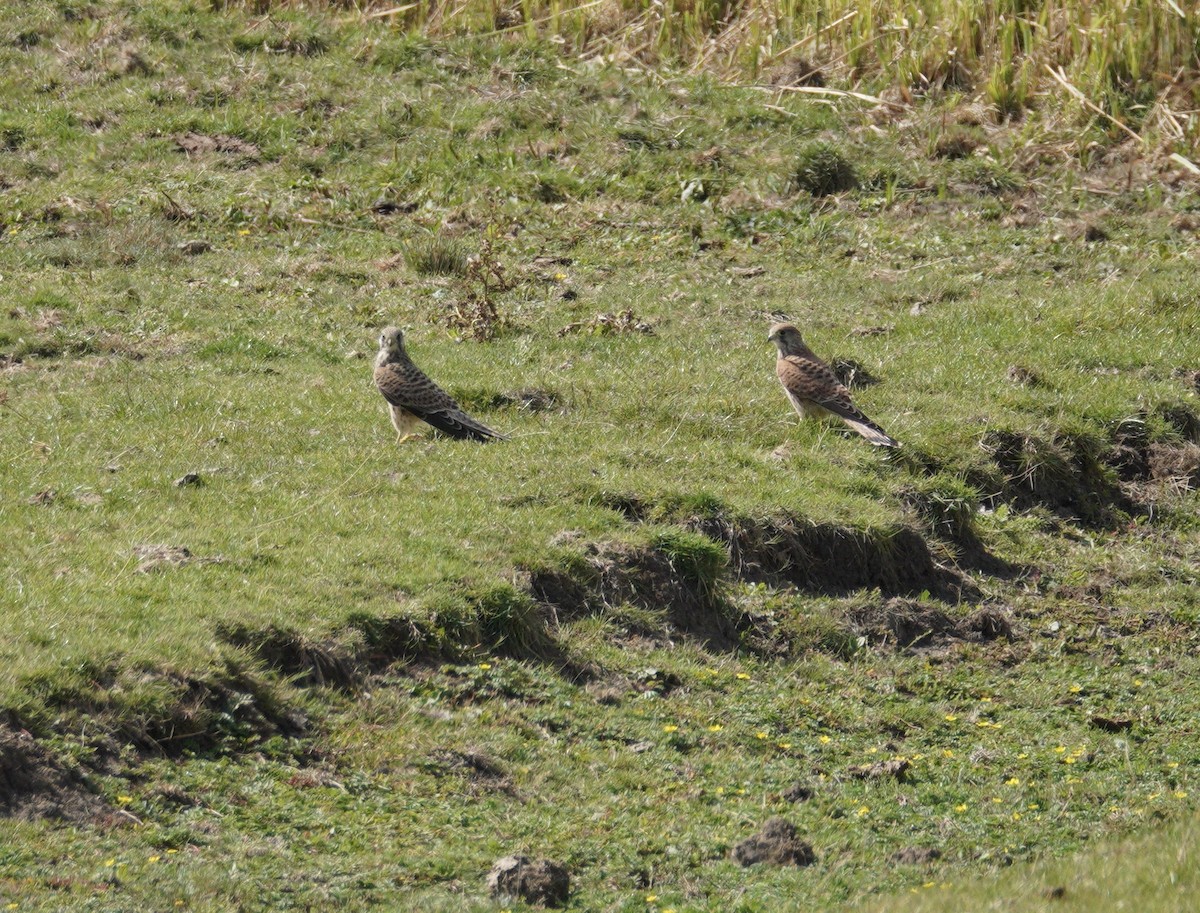 Eurasian Kestrel - ML646378986
