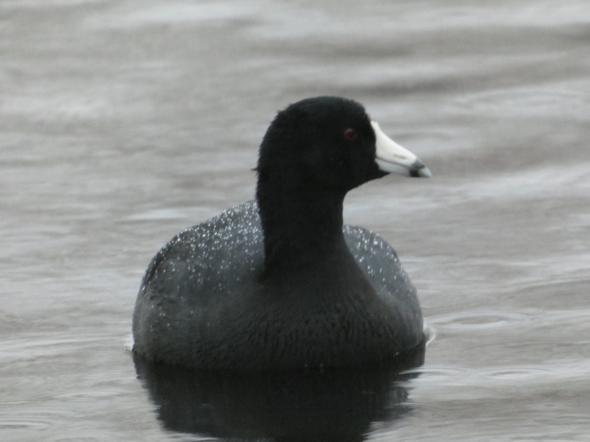 amerikasothøne - ML646378987