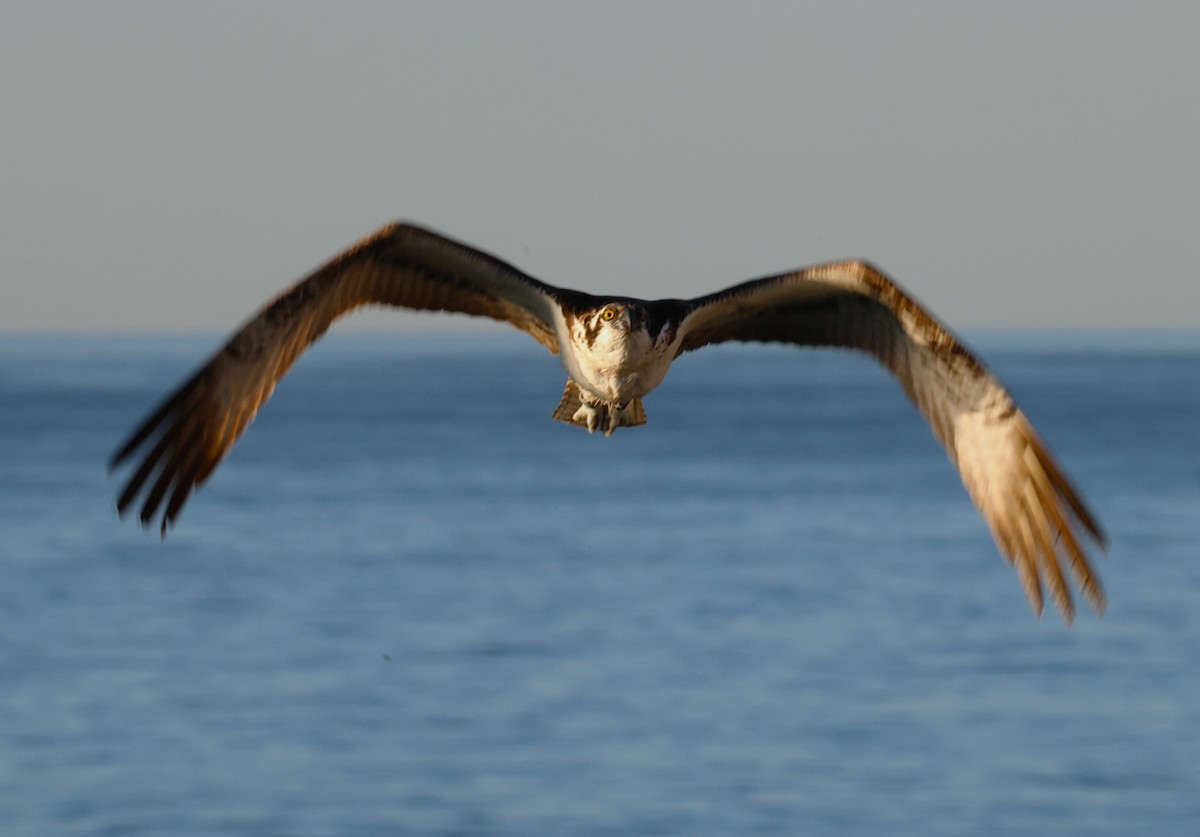 Osprey - ML646378989