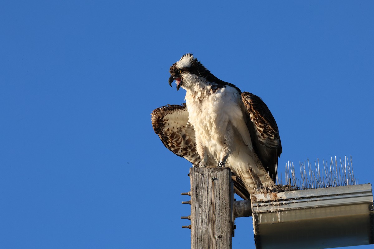Osprey - ML646378990