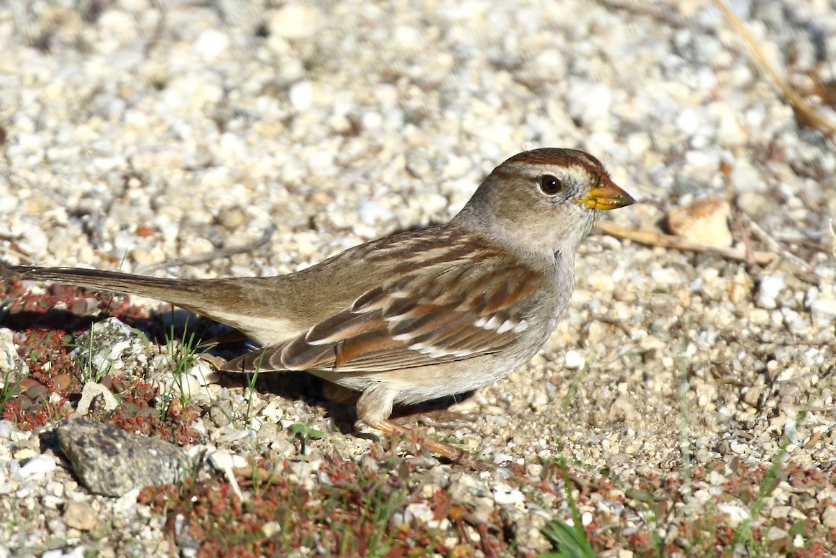 Porsuk Serçesi - ML646378991