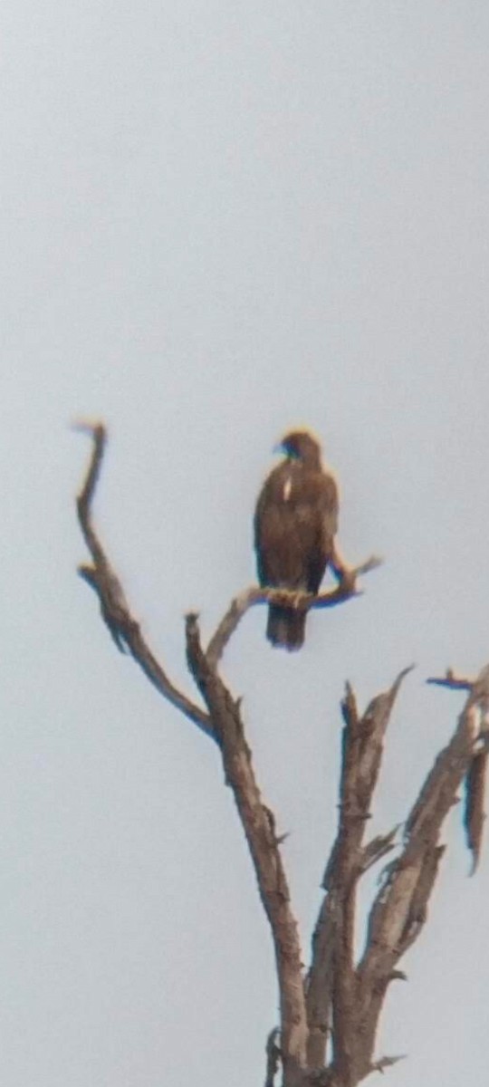 Şah Kartal - ML646378992