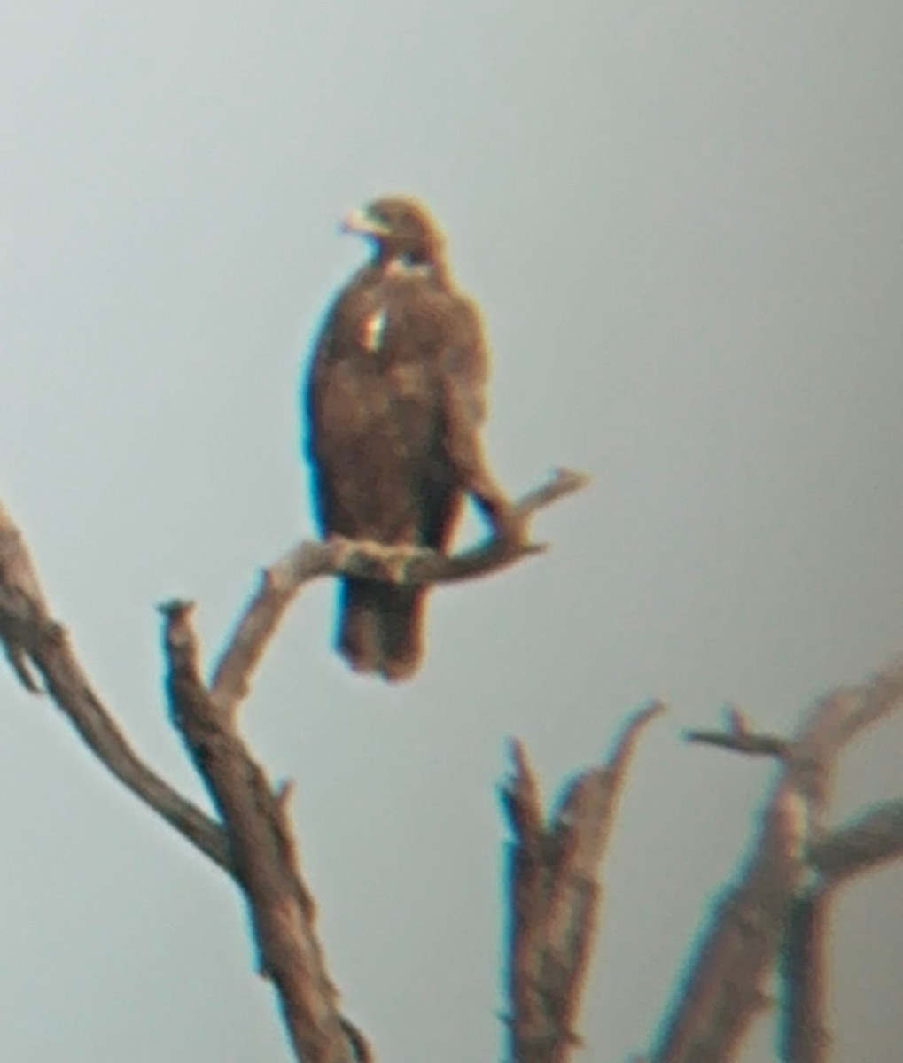 Şah Kartal - ML646378993