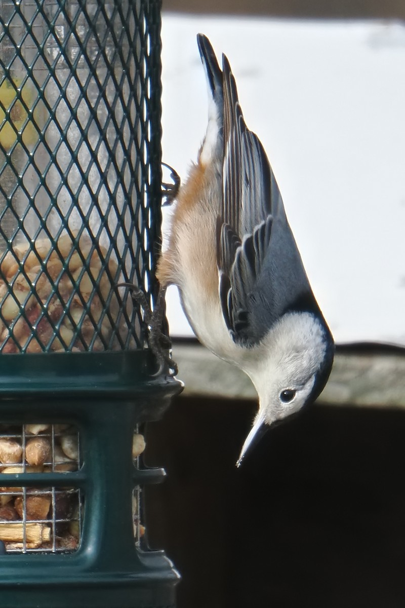 Beyaz Göğüslü Sıvacı - ML646378994