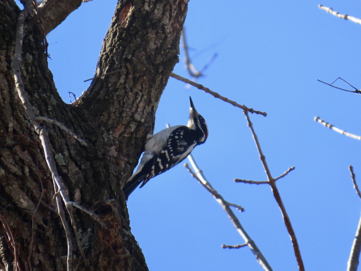 Sert Tüylü Ağaçkakan - ML646378995