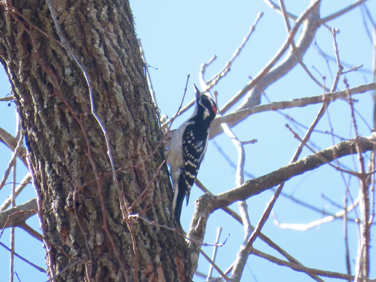 Sert Tüylü Ağaçkakan - ML646378996