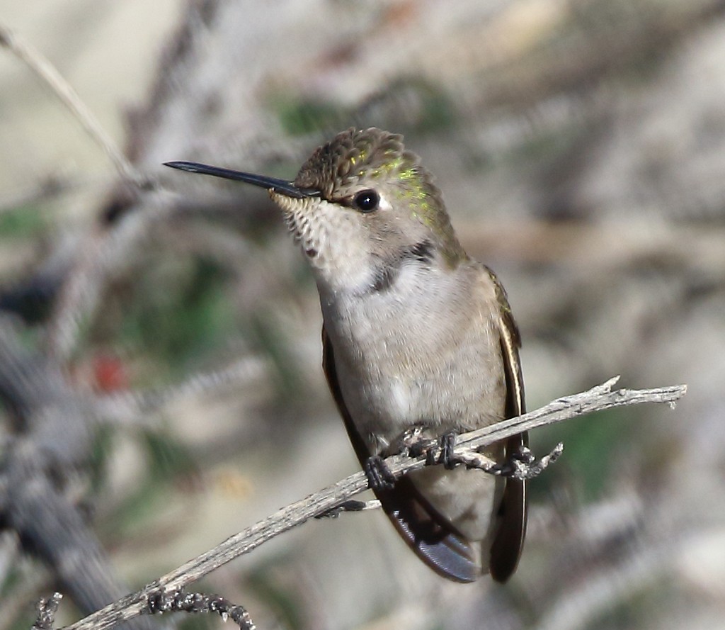 Costa Kolibrisi - ML646378997