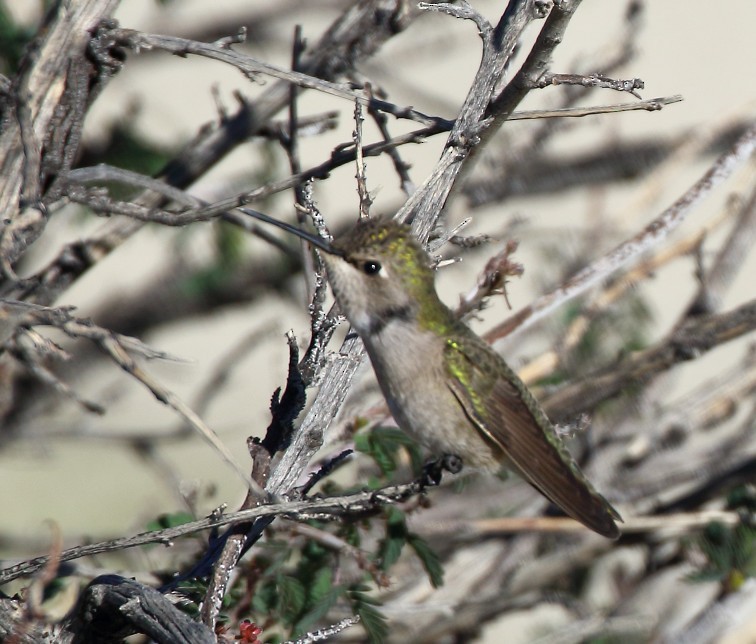 Costa Kolibrisi - ML646378998