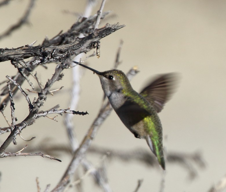 Costa Kolibrisi - ML646378999