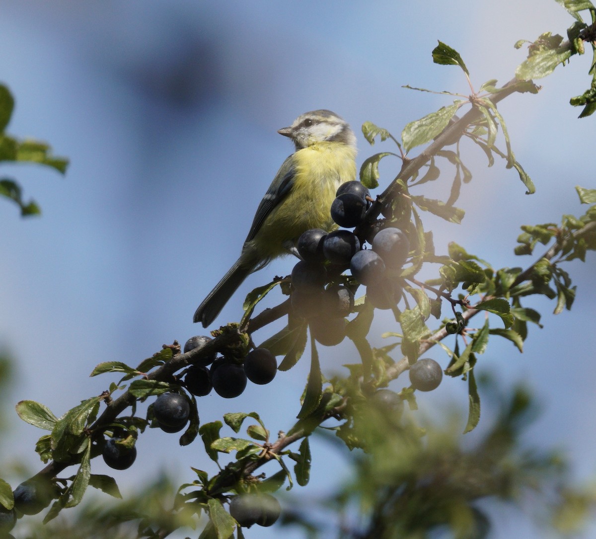 Mavi Baştankara - ML646379000