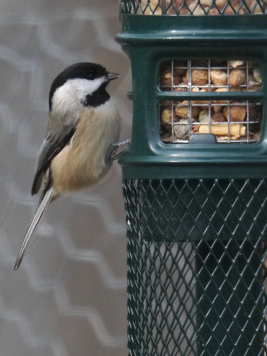 Karolina Baştankarası - ML646379001