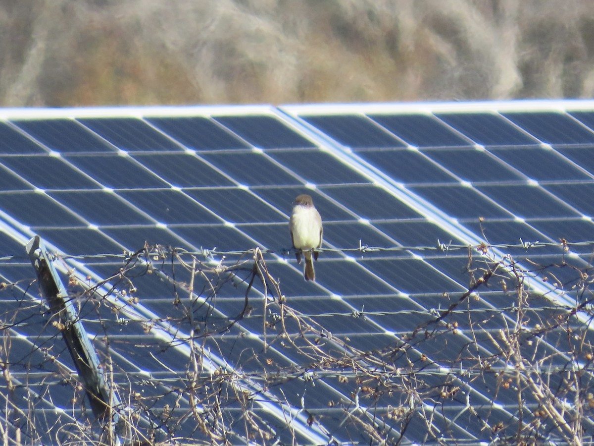 Ak Karınlı Fibi - ML646379002