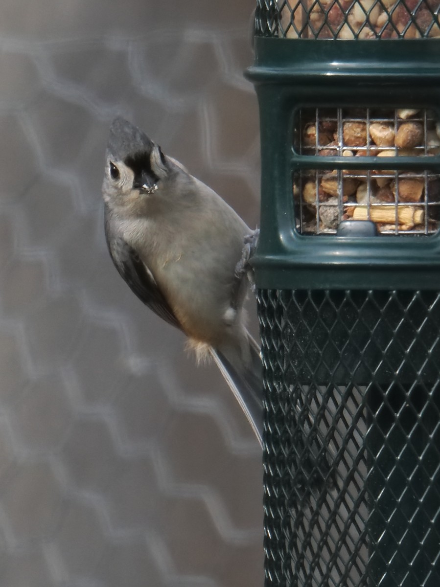 Ak Tepeli Baştankara - ML646379003