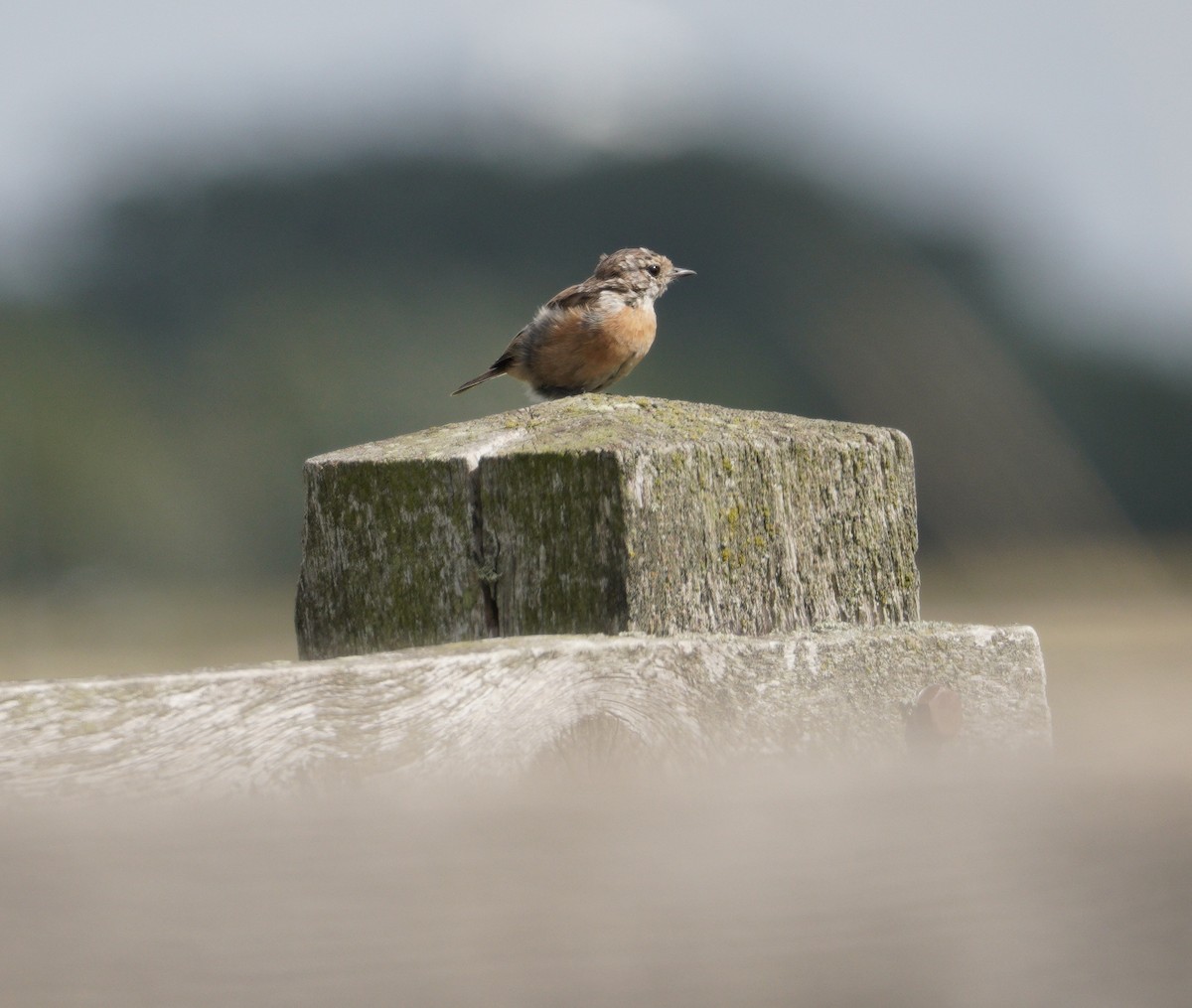 Taşkuşu - ML646379004