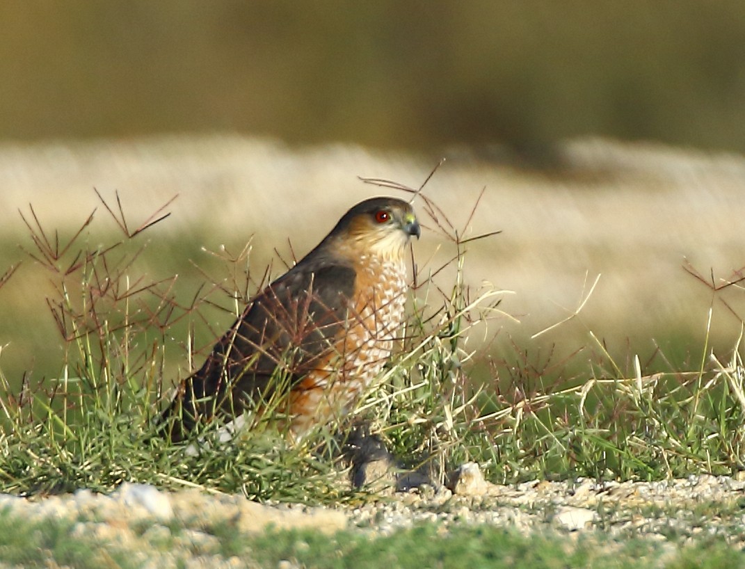 Cooper Atmacası - ML646379007