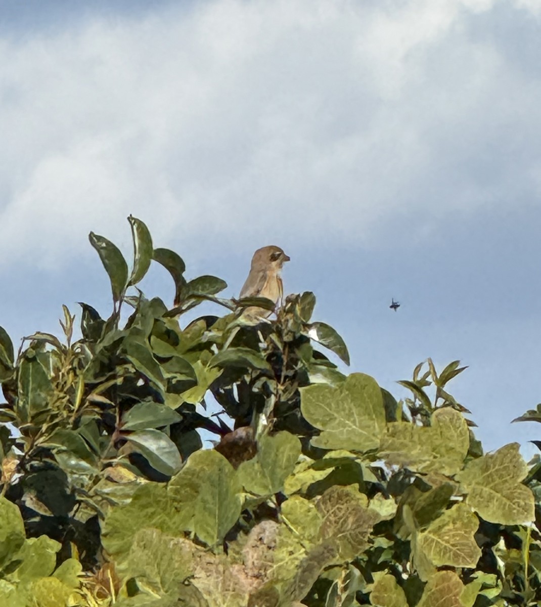 Öküz Başlı Örümcekkuşu - ML646379008